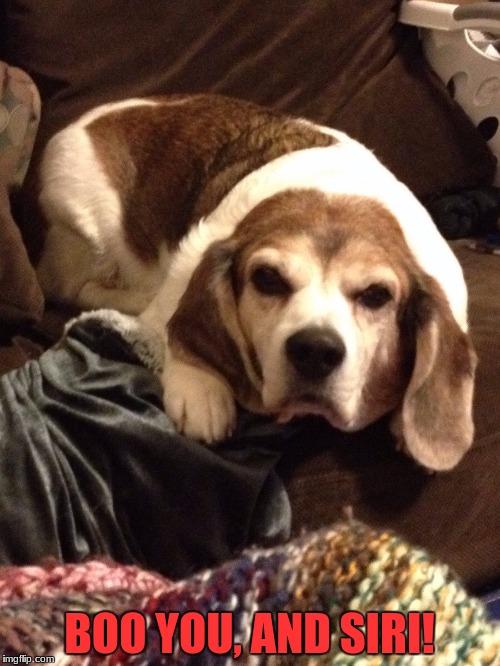 Grumpy Beagle | BOO YOU, AND SIRI! | image tagged in grumpy beagle | made w/ Imgflip meme maker