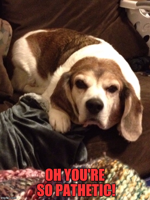 Grumpy Beagle | OH YOU'RE SO PATHETIC! | image tagged in grumpy beagle | made w/ Imgflip meme maker
