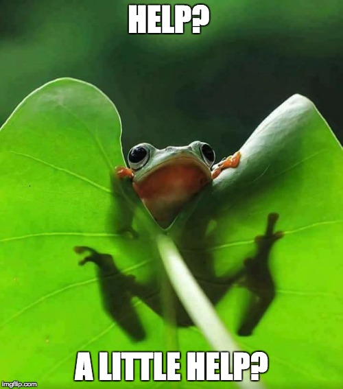 Help | HELP? A LITTLE HELP? | image tagged in frog,help,cute,nature | made w/ Imgflip meme maker