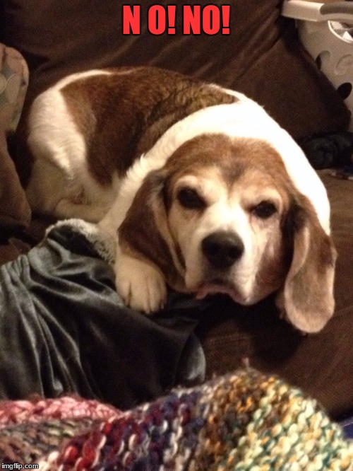 Grumpy Beagle | N O! NO! | image tagged in grumpy beagle | made w/ Imgflip meme maker