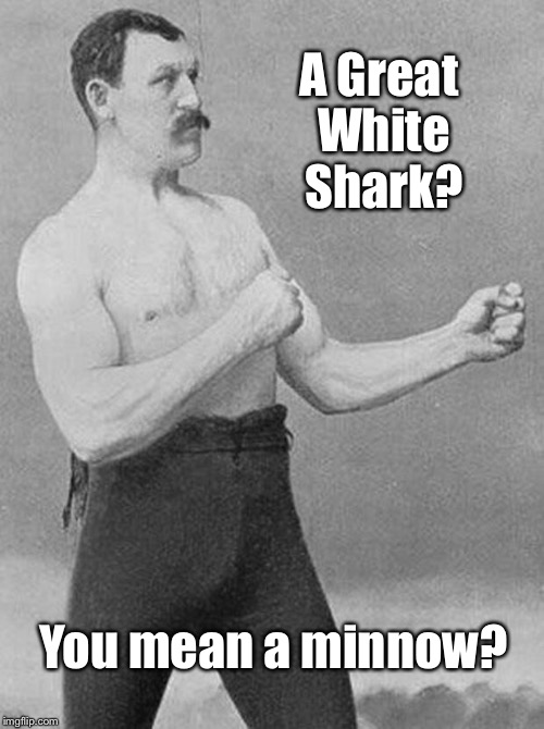x? surely you mean x! | A Great White Shark? You mean a minnow? | image tagged in x surely you mean x,shark,minnow | made w/ Imgflip meme maker