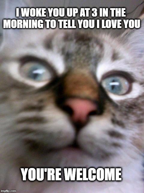  I WOKE YOU UP AT 3 IN THE MORNING TO TELL YOU I LOVE YOU; YOU'RE WELCOME | image tagged in cats,funny cat,too early,cat meme | made w/ Imgflip meme maker