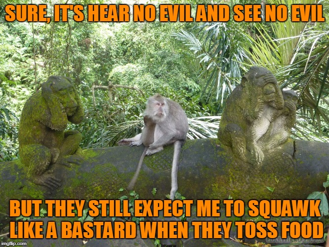 those hairless apes expect entertainment on demand | SURE, IT'S HEAR NO EVIL AND SEE NO EVIL; BUT THEY STILL EXPECT ME TO SQUAWK LIKE A BASTARD WHEN THEY TOSS FOOD | image tagged in memes,monkey,hear no evil,monkeys | made w/ Imgflip meme maker