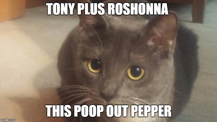 TONY PLUS ROSHONNA; THIS POOP OUT PEPPER | image tagged in cats | made w/ Imgflip meme maker