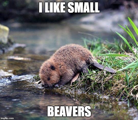 small | I LIKE SMALL; BEAVERS | image tagged in beaver | made w/ Imgflip meme maker