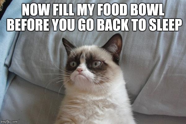 NOW FILL MY FOOD BOWL BEFORE YOU GO BACK TO SLEEP | made w/ Imgflip meme maker