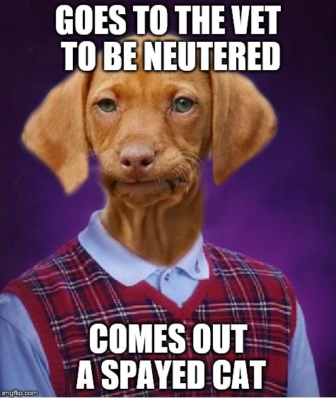 Bad luck Puppy Dog | GOES TO THE VET TO BE NEUTERED; COMES OUT A SPAYED CAT | image tagged in bad luck raydog,puppy week | made w/ Imgflip meme maker