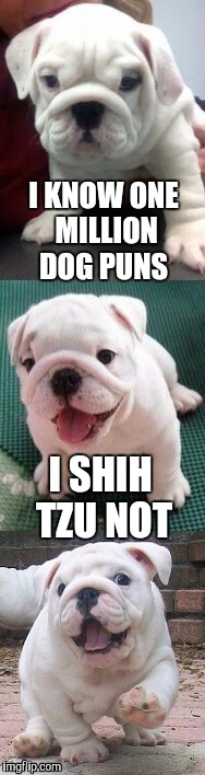 Dog puns make me laugh so hard I roll over  | I KNOW ONE MILLION DOG PUNS; I SHIH TZU NOT | image tagged in bad pun bulldog pup,shih tzu,jbmemegeek,puppy week,funny dogs,cute puppies | made w/ Imgflip meme maker