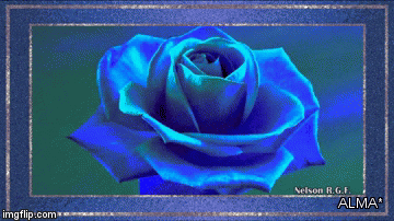 BLUE ROSE | ALMA* | image tagged in gifs | made w/ Imgflip video-to-gif maker