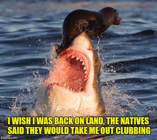 Travelonshark Meme | I WISH I WAS BACK ON LAND, THE NATIVES SAID THEY WOULD TAKE ME OUT CLUBBING | image tagged in memes,travelonshark | made w/ Imgflip meme maker
