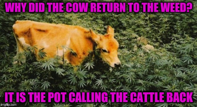 WHY DID THE COW RETURN TO THE WEED? IT IS THE POT CALLING THE CATTLE BACK | image tagged in memes,funny,cows,weed,bad puns,puns | made w/ Imgflip meme maker