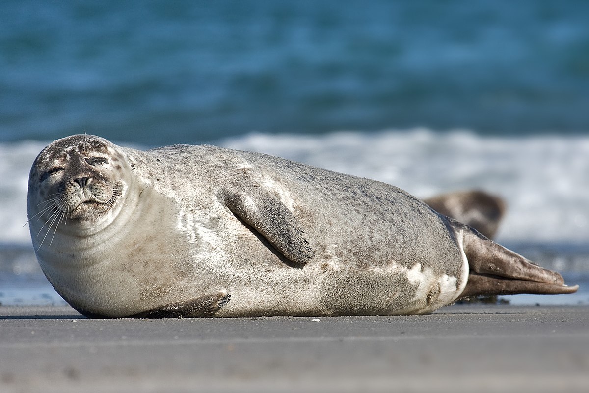 Foca! Blank Meme Template