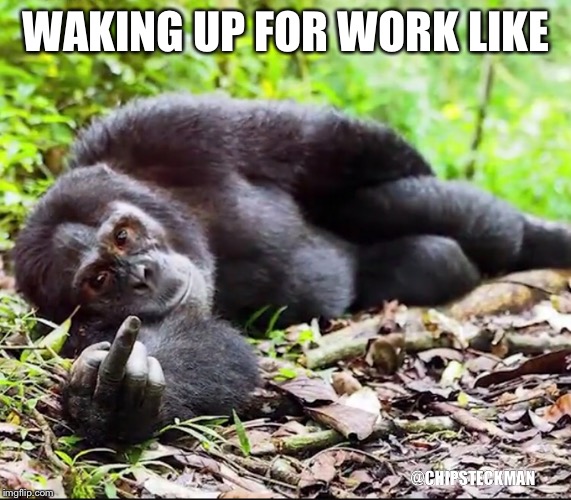 WAKING UP FOR WORK LIKE; @CHIPSTECKMAN | image tagged in monkey,monday mornings,funny,hangry,morning,work | made w/ Imgflip meme maker