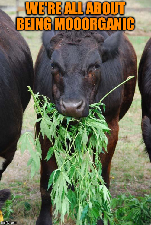 WE'RE ALL ABOUT BEING MOOORGANIC | made w/ Imgflip meme maker