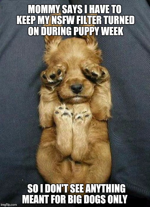Keep your pups safe during Puppy Week! A Lordcakethief Event, June 11th -17th | MOMMY SAYS I HAVE TO KEEP MY NSFW FILTER TURNED ON DURING PUPPY WEEK; SO I DON'T SEE ANYTHING MEANT FOR BIG DOGS ONLY | image tagged in puppy week,jbmemegeek,cute puppies,puppies and kittens,funny dogs,funny animals | made w/ Imgflip meme maker
