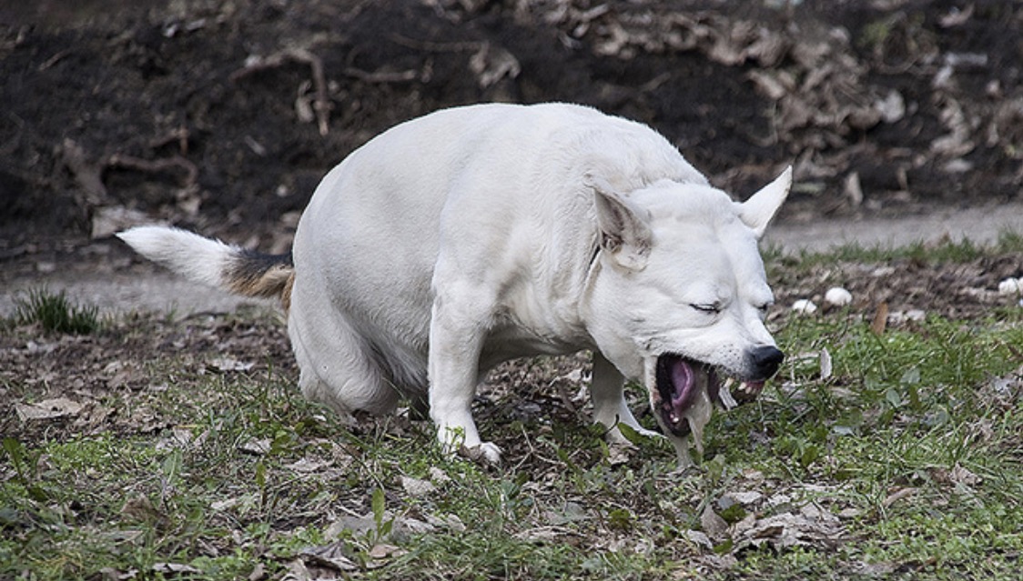 Dog Vomiting Blank Template Imgflip