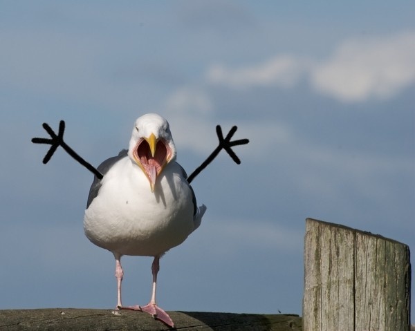 Dramatic Seagull Blank Meme Template