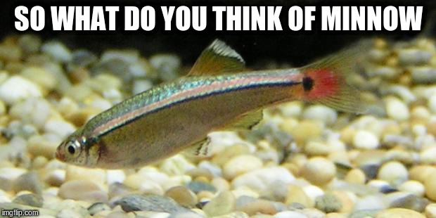 SO WHAT DO YOU THINK OF MINNOW | made w/ Imgflip meme maker