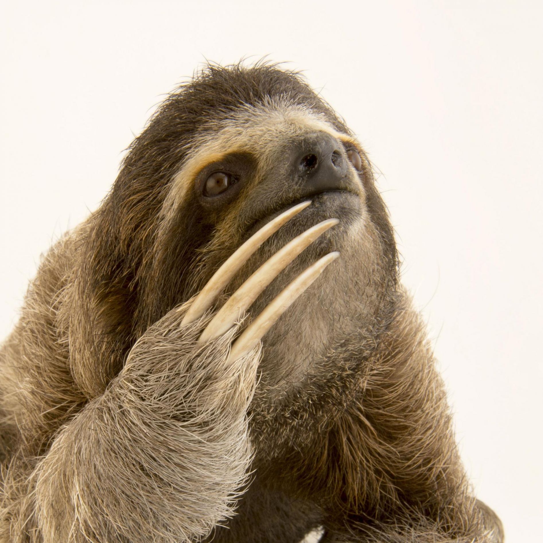 High Quality Pondering Sloth Blank Meme Template