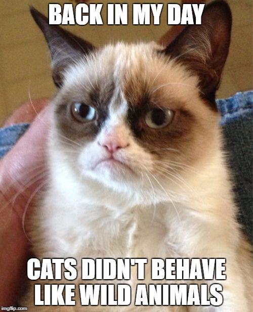 The halcyon days of yore | BACK IN MY DAY; CATS DIDN'T BEHAVE LIKE WILD ANIMALS | image tagged in memes,grumpy cat,back in my day,animals | made w/ Imgflip meme maker