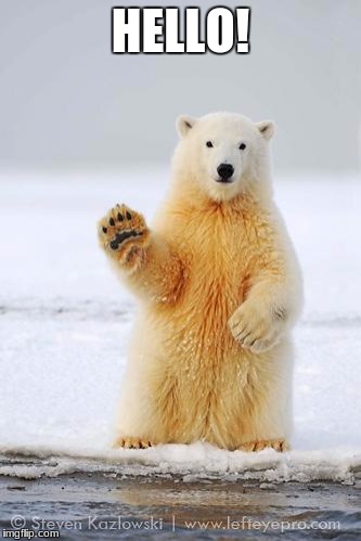 hello polar bear | HELLO! | image tagged in hello polar bear | made w/ Imgflip meme maker