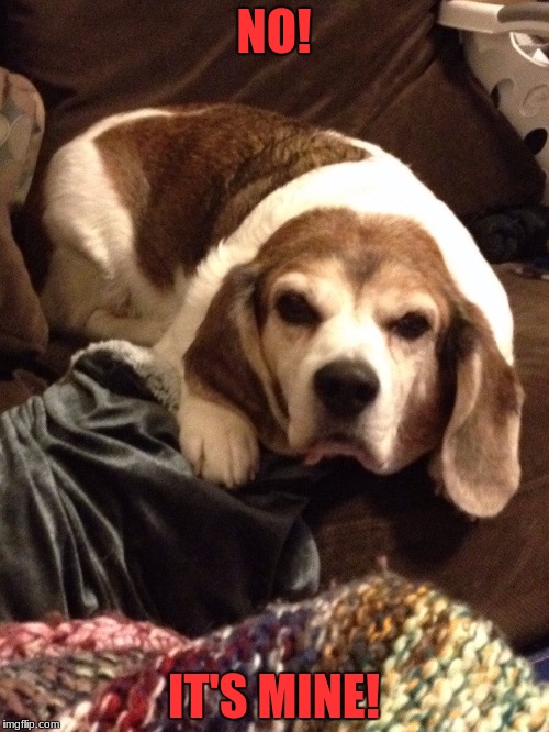 Grumpy Beagle | NO! IT'S MINE! | image tagged in grumpy beagle | made w/ Imgflip meme maker