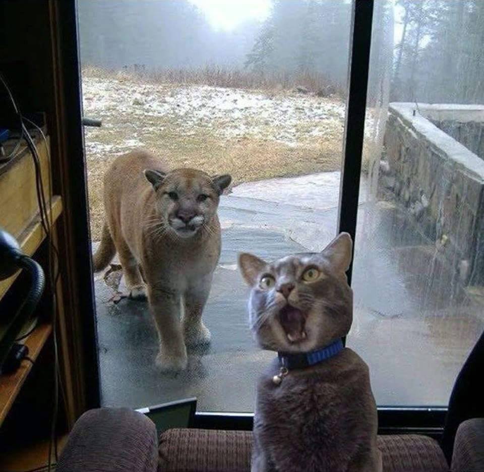 House Cat with Mountain Lion at the door Blank Meme Template