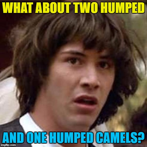 Conspiracy Keanu Meme | WHAT ABOUT TWO HUMPED AND ONE HUMPED CAMELS? | image tagged in memes,conspiracy keanu | made w/ Imgflip meme maker