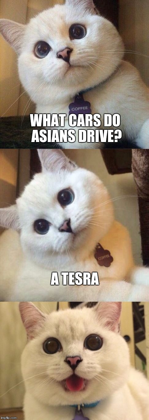 im asian so dont feel bad |  WHAT CARS DO ASIANS DRIVE? A TESRA | image tagged in bad pun cat,asian,tesla | made w/ Imgflip meme maker