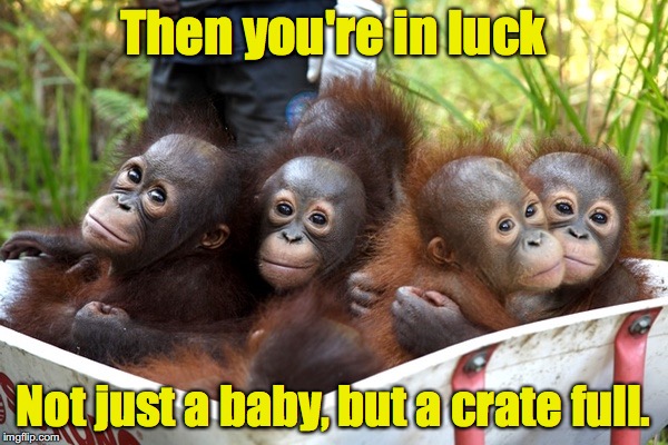 Then you're in luck Not just a baby, but a crate full. | made w/ Imgflip meme maker