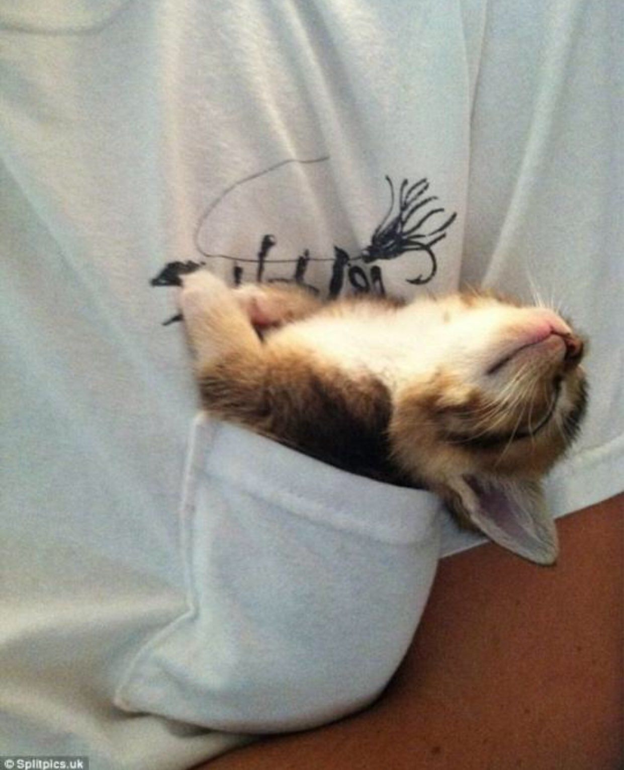 CuteKittenShirtPocket Blank Meme Template