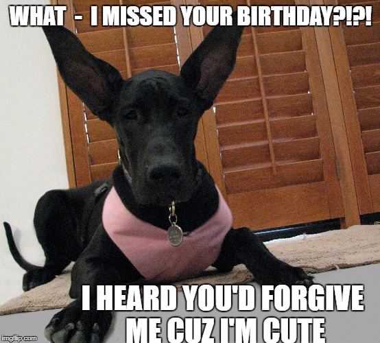 WHAT  -  I MISSED YOUR BIRTHDAY?!?! I HEARD YOU'D FORGIVE ME CUZ I'M CUTE | image tagged in dogs | made w/ Imgflip meme maker