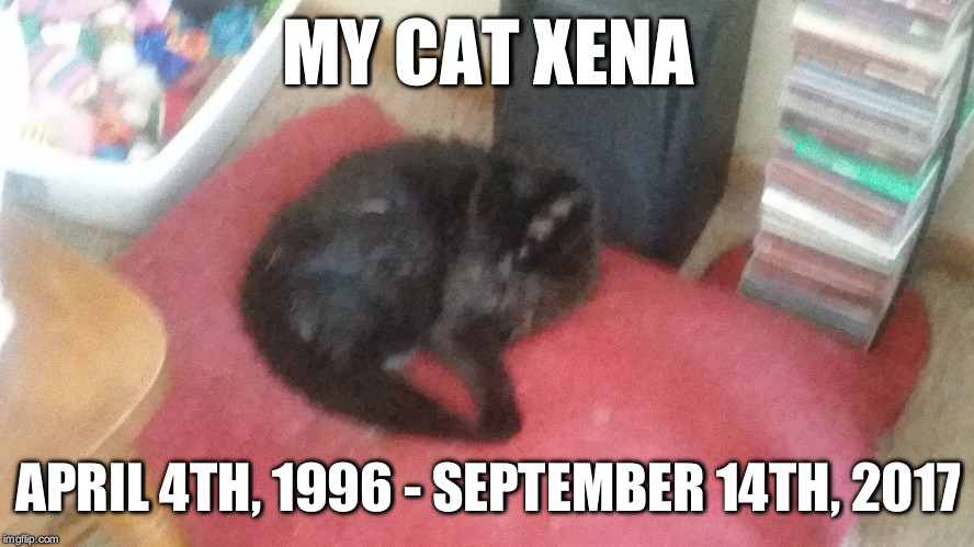 May my cat live on FOREVER in my family's hearts! | MY CAT XENA; APRIL 4TH, 1996 - SEPTEMBER 14TH, 2017 | image tagged in memes,cats,put down | made w/ Imgflip meme maker