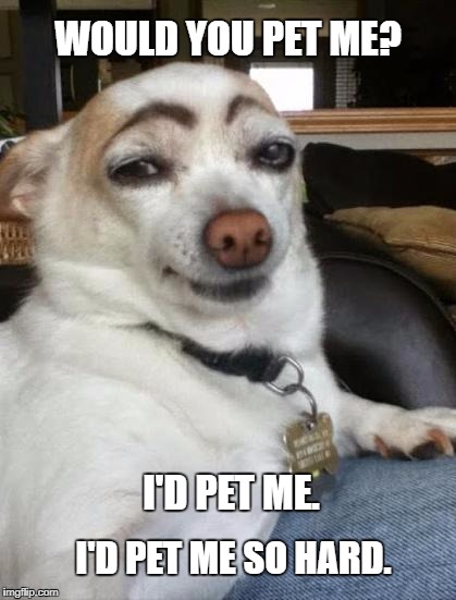 dog eyebrows | WOULD YOU PET ME? I'D PET ME. I'D PET ME SO HARD. | image tagged in dog eyebrows | made w/ Imgflip meme maker