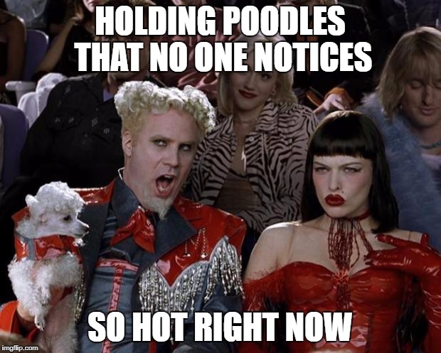 technically a puppy week thing? | HOLDING POODLES THAT NO ONE NOTICES; SO HOT RIGHT NOW | image tagged in memes,mugatu so hot right now,puppy week,easter egg | made w/ Imgflip meme maker