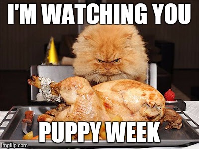 Cat looking at chicken | I'M WATCHING YOU PUPPY WEEK | image tagged in cat looking at chicken | made w/ Imgflip meme maker