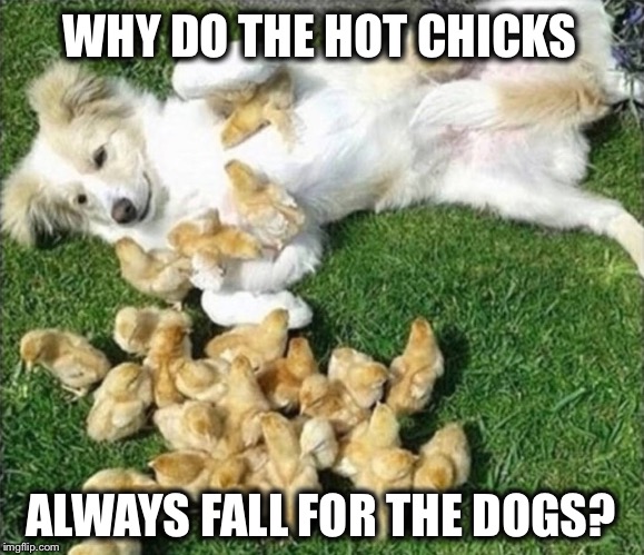 They love bad boys! | WHY DO THE HOT CHICKS; ALWAYS FALL FOR THE DOGS? | image tagged in dog,bad boy,hot chick | made w/ Imgflip meme maker