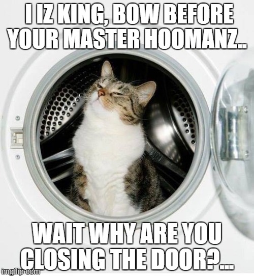 washer/dryer cat | I IZ KING, BOW BEFORE YOUR MASTER HOOMANZ.. WAIT WHY ARE YOU CLOSING THE DOOR?... | image tagged in washer/dryer cat | made w/ Imgflip meme maker