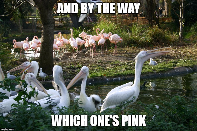 AND BY THE WAY; WHICH ONE'S PINK | image tagged in which one's pink | made w/ Imgflip meme maker