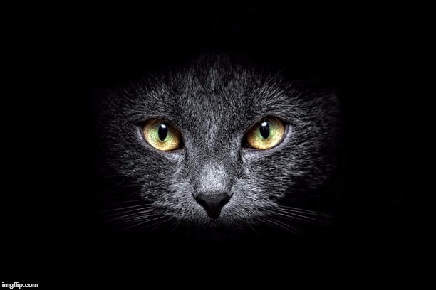Gato en la obscuridad 2 | image tagged in gato,sentimientos | made w/ Imgflip meme maker