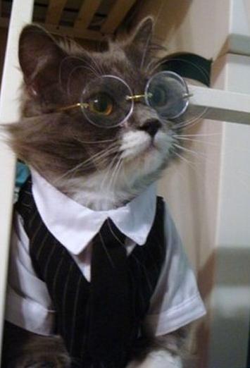 Cat Glasses Blank Meme Template
