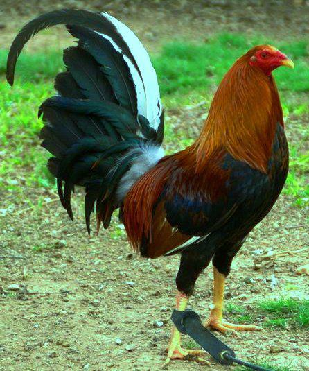 Gallo de pelea Blank Meme Template