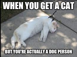 WHEN YOU GET A CAT; BUT YOU'RE ACTUALLY A DOG PERSON | image tagged in memes,cats,funny memes,funny cat memes | made w/ Imgflip meme maker