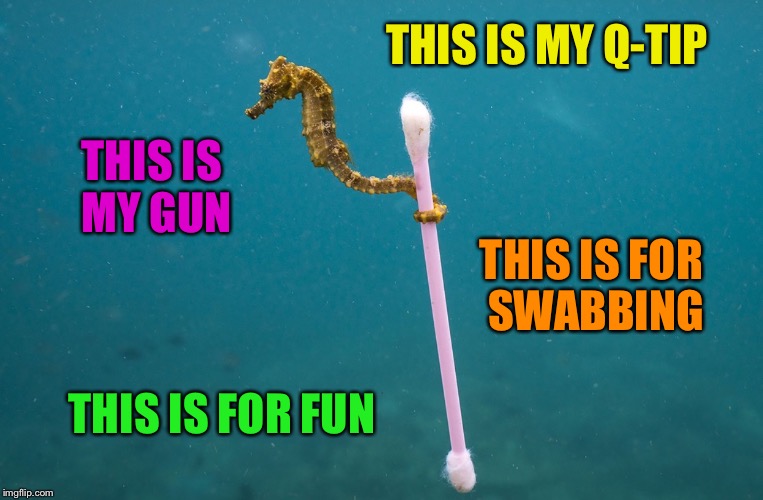 Photograph by Justin Hofman  | THIS IS MY Q-TIP; THIS IS MY GUN; THIS IS FOR SWABBING; THIS IS FOR FUN | image tagged in seahorse qtip | made w/ Imgflip meme maker