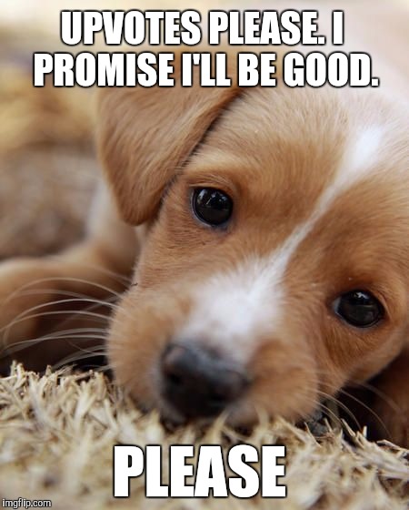 If you don't upvote this sweet puppy face, you have a heart of stone! :-)  | UPVOTES PLEASE. I PROMISE I'LL BE GOOD. PLEASE | image tagged in puppy eyes,puppy week,jbmemegeek,cute puppies,cute animals,funny dogs | made w/ Imgflip meme maker