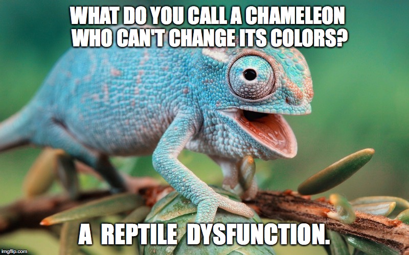 WHAT DO YOU CALL A CHAMELEON WHO CAN'T CHANGE ITS COLORS? A  REPTILE  DYSFUNCTION. | image tagged in funny,lol,pun | made w/ Imgflip meme maker