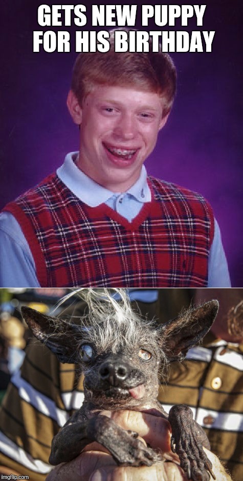 Puppy Week - A Lordcakethief Event, June 11th -17th |  GETS NEW PUPPY FOR HIS BIRTHDAY | image tagged in jbmemegeek,bad luck brian,puppy week,ugly dog,funny dogs,memes | made w/ Imgflip meme maker