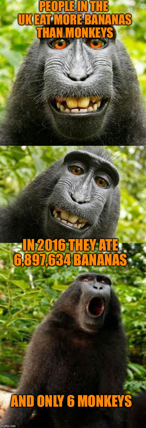 bad pun monkey | PEOPLE IN THE UK EAT MORE BANANAS THAN MONKEYS; IN 2016 THEY ATE 6,897,634 BANANAS; AND ONLY 6 MONKEYS | image tagged in bad pun monkey | made w/ Imgflip meme maker