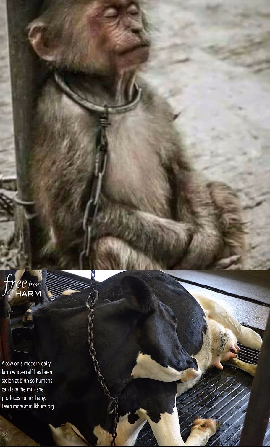 High Quality animal cruelty Blank Meme Template