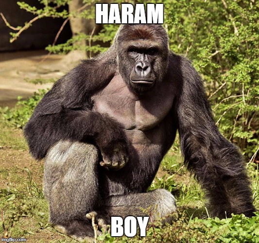 HARAM; BOY | image tagged in harambe | made w/ Imgflip meme maker
